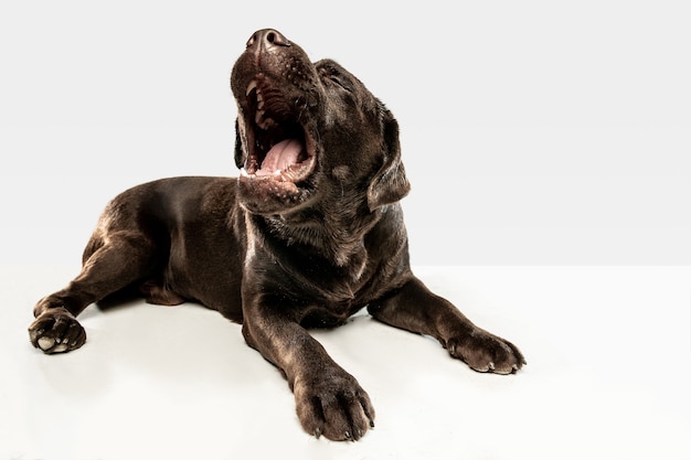 Moe na een stevige wandeling. Chocolade labrador retriever hond zit en geeuw.