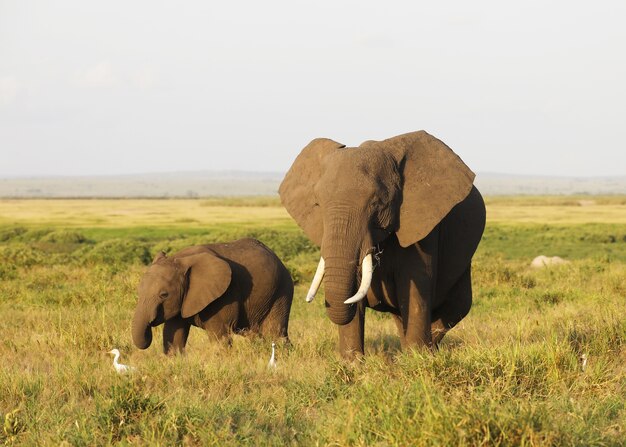 Moeder en babyolifant lopen op de savanne van Amboseli National Park, Kenia, Afrika