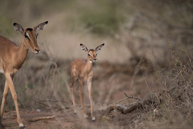 Moeder en een babyantilope die samen lopen