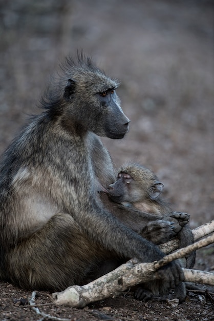 Gratis foto moederbaviaan die haar baby voedt