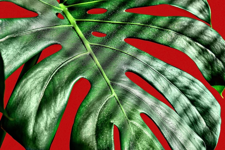 Gratis Foto monstera blad close-up dauw druppels op het blad zonlicht strepen schaduwen van de jaloezieën selectieve focus rode achtergrond achtergrond of behang idee