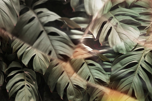Monstera blad met prisma lens effect
