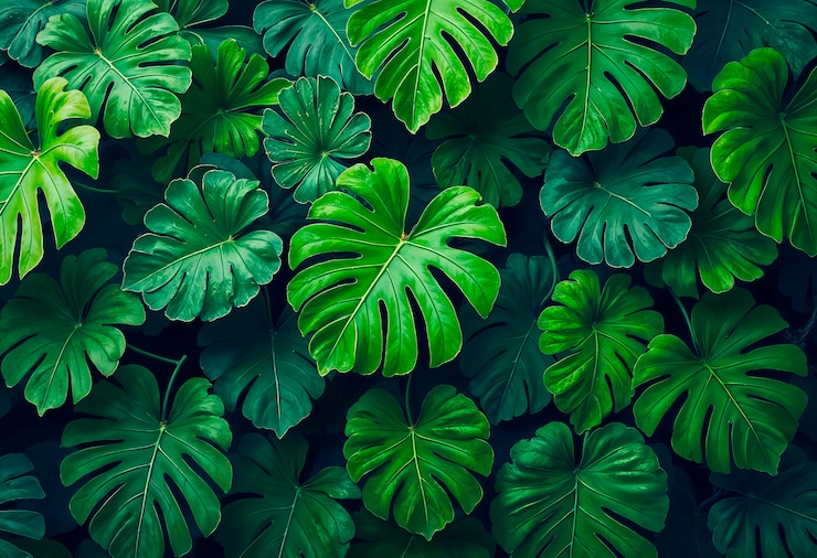 Gratis Foto monstera deliciosa bladpatroon