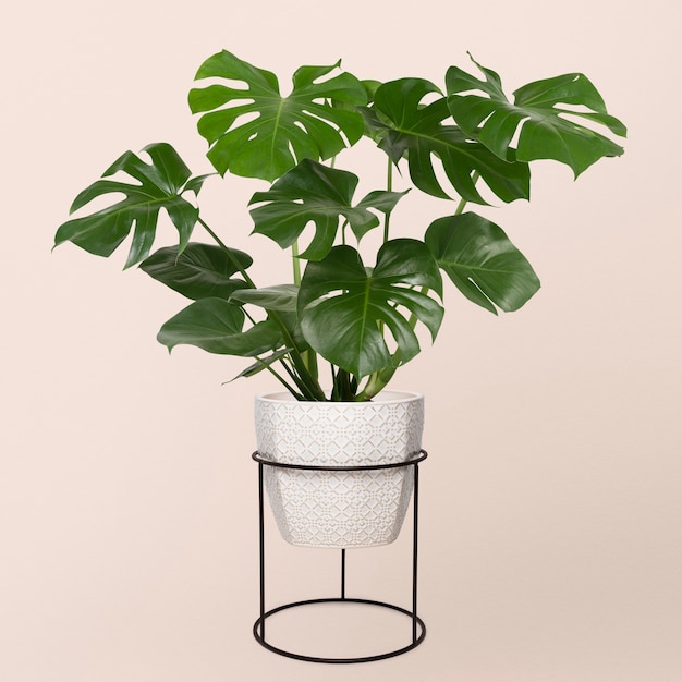 Gratis foto monstera deliciosa plant in een pot