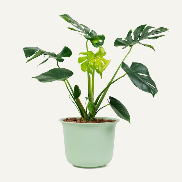 Monstera plant in een groene pot