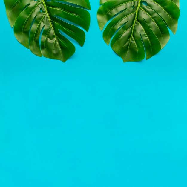 Gratis foto monstera vertrekt met een kopie ruimte hieronder