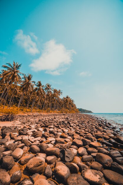 Mooi aard tropisch strand en overzees met kokosnotenpalm op paradijseiland