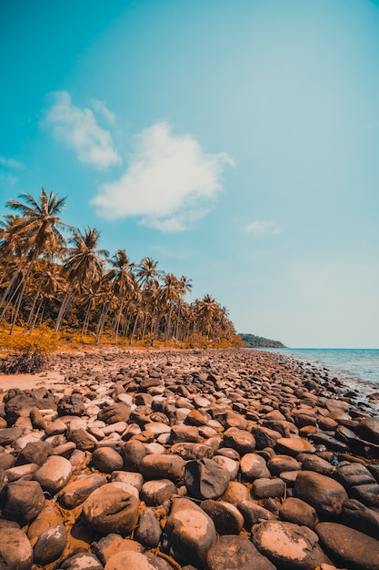 Mooi aard tropisch strand en overzees met kokosnotenpalm op paradijseiland