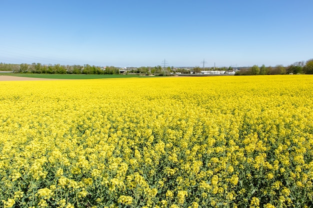 Mooi bastgebied met groene wilde bloemen en een blauwe hemel