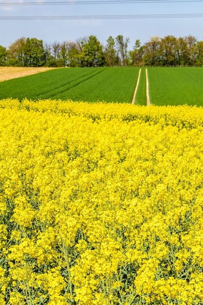 Mooi bastgebied met groene wilde bloemen en een blauwe hemel