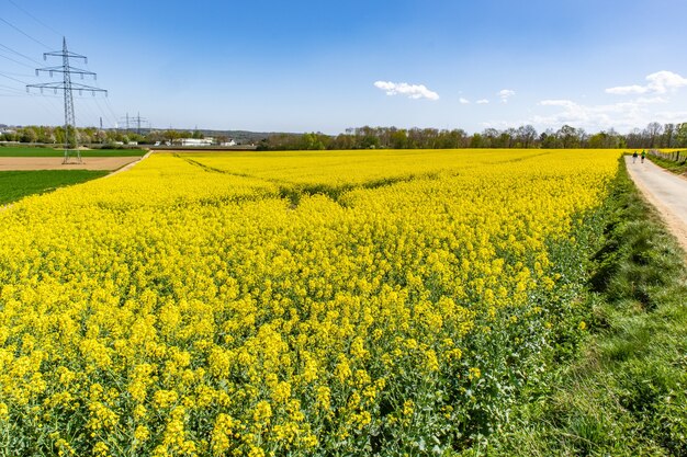 Mooi bastgebied met groene wilde bloemen en een blauwe hemel