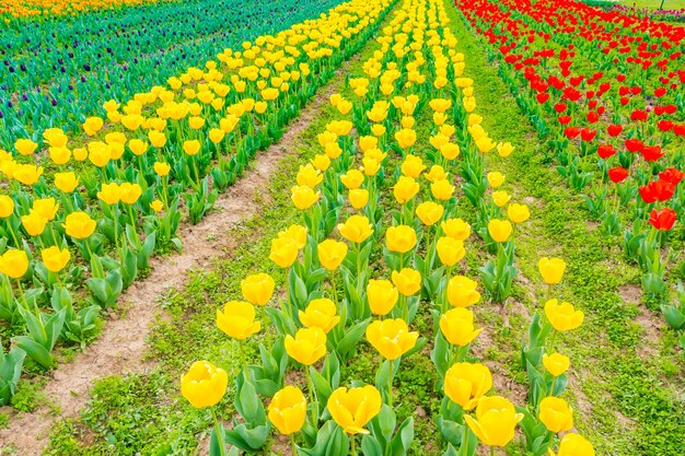 Mooi boeket tulpen in het voorjaarseizoen.