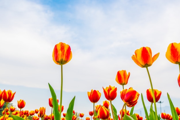 Gratis foto mooi boeket tulpen in het voorjaarseizoen.