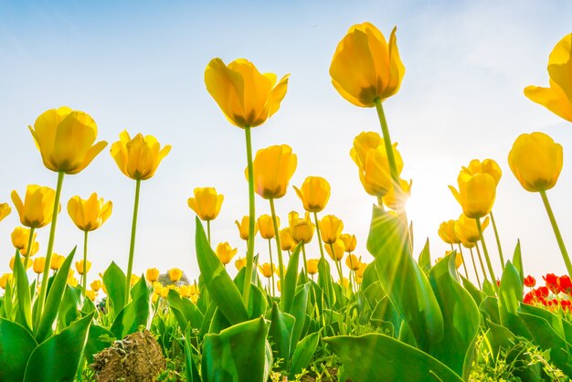 Mooi boeket tulpen in het voorjaarseizoen.