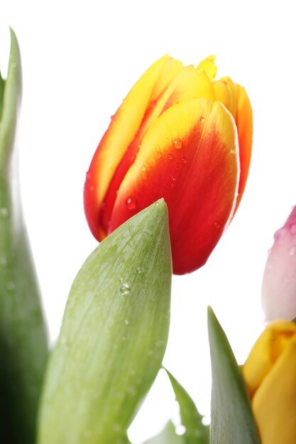 Mooi boeket van tulpen, kleurrijke tulpen, aardachtergrond