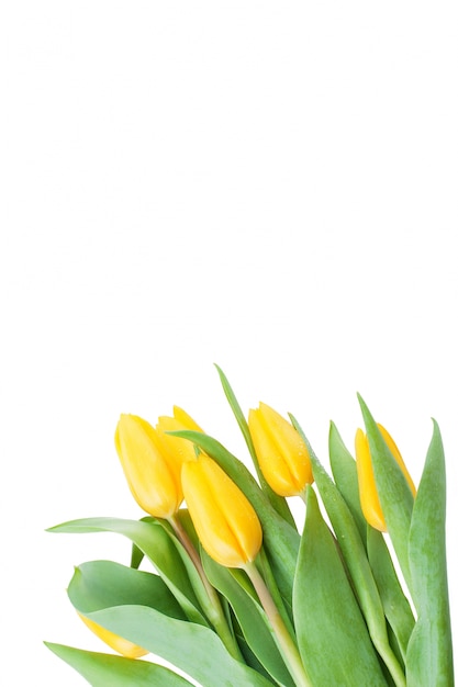 Gratis foto mooi boeket van verse tulpen