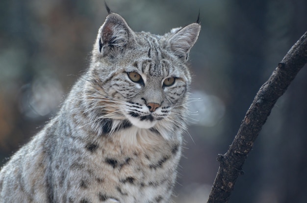 Gratis foto mooi gezicht van een bobcat in het wild van dichtbij en persoonlijk.