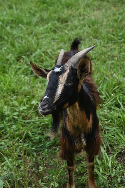 Mooi gezicht van een geit met bruine en zwarte zijdeachtige vacht