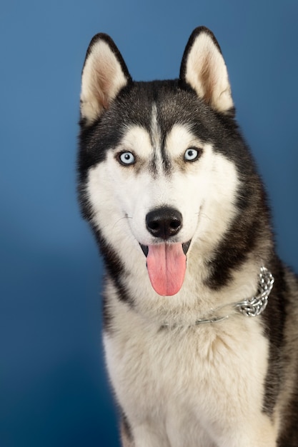 Gratis foto mooi huisdier portret geïsoleerd