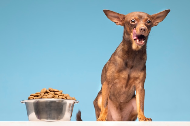 Mooi huisdierenportret van hond met voedsel