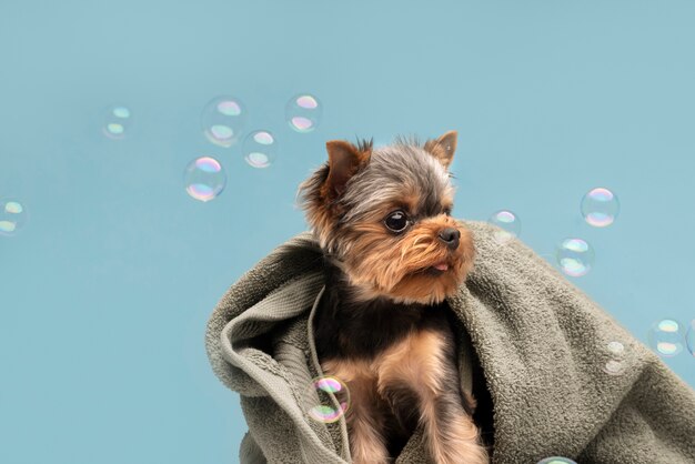 Mooi huisdierenportret van kleine hond met bubbels