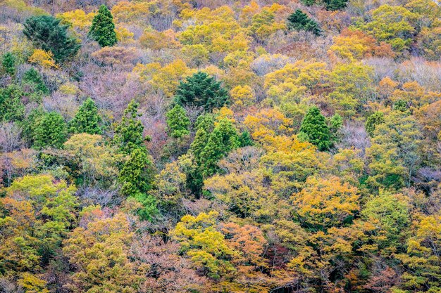 Mooi landschap heel wat boom met kleurrijk blad rond de berg