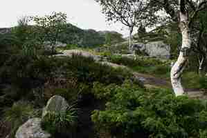 Gratis foto mooi landschap met bomen en groene planten in preikestolen, stavanger, noorwegen