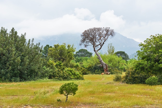 Mooi landschap met bomen op het gazon op bergen.