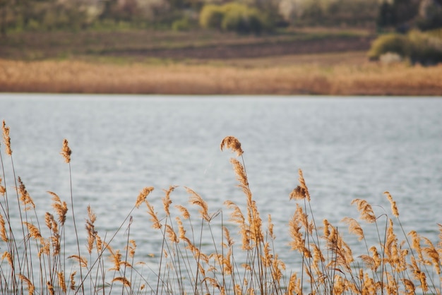 Mooi landschap met vegetatie