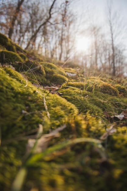 Gratis foto mooi landschap op een zonnige dag