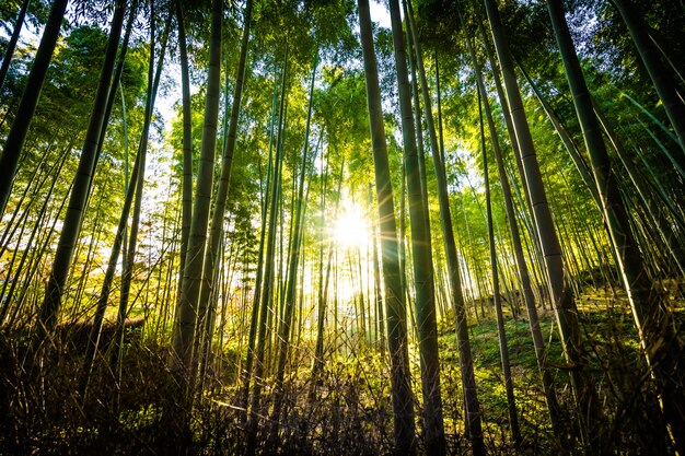 Mooi landschap van bamboebosje in het bos in Arashiyama Kyoto