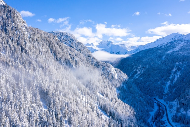 Mooi landschap van een bos met veel bomen in de winter in de Zwitserse Alpen, Zwitserland