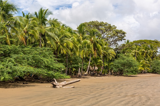 Mooi landschap van een strand vol met verschillende soorten groene planten in Santa Catalina, Panama