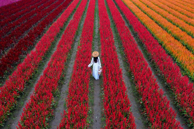 Mooi meisje in witte jurk reizen op Celosia bloemen velden, Chiang Mai