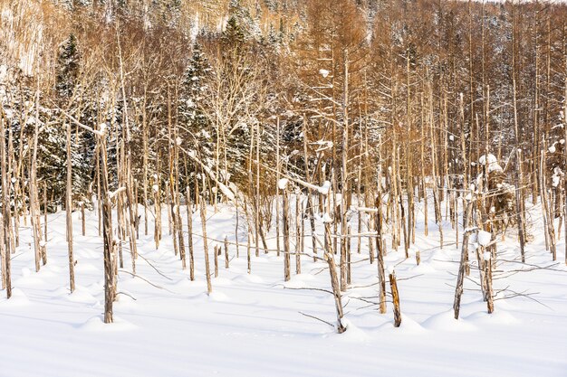 Mooi openluchtaardlandschap met de blauwe tak van de vijverboom in sneeuwwintertijd
