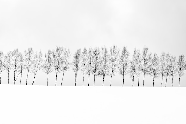 Mooi openluchtaardlandschap met groep boomtak in sneeuwwintertijd