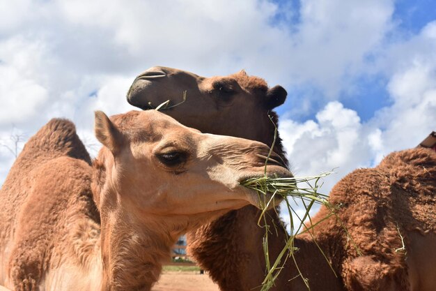 Mooi paar kamelen knuffelen tijdens het snacken van hooi