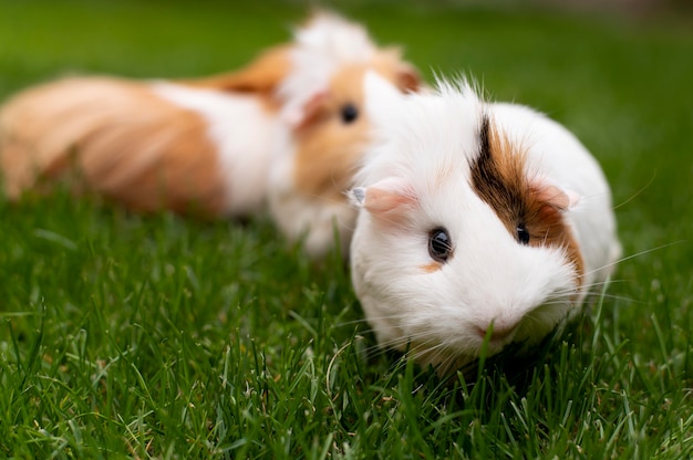 Mooi portret van een cavia-huisdier