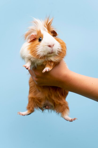 Mooi portret van een cavia-huisdier