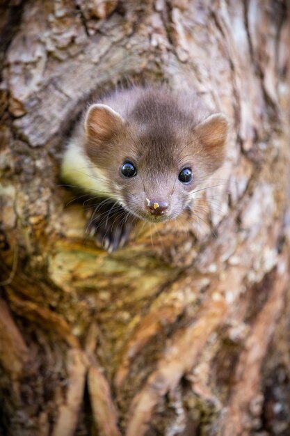 Mooi schattig beukenmarter bos dier Martes foina Steenmarter detail portret Klein roofdier met de boomstam in de buurt van bos