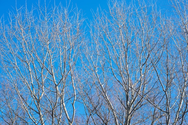 Mooi schot van bladerloze bomen met een blauwe lucht