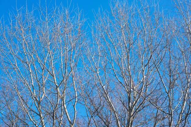 Mooi schot van bladerloze bomen met een blauwe lucht