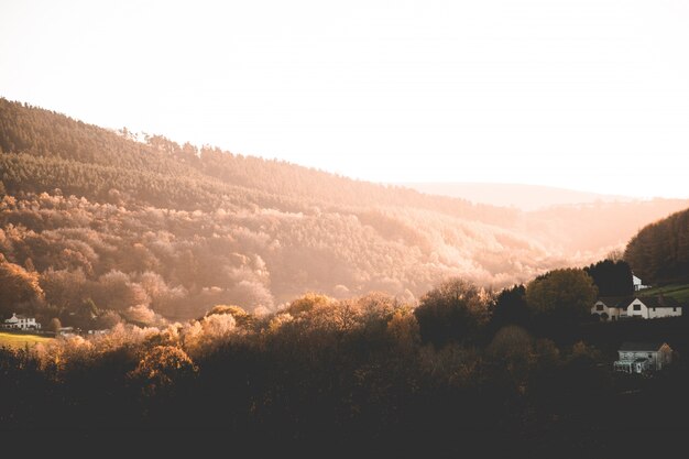 Mooi schot van bruine bomen en groen op heuvels en bergen op het platteland bij zonsondergang