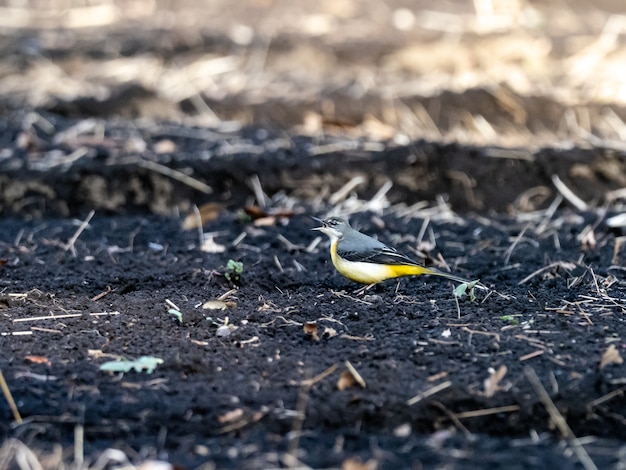 Mooi schot van de grijze kwikstaartvogel op de grond in het veld in Japan