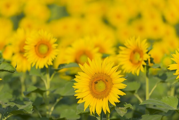 Mooi schot van de zonnebloemen in het veld