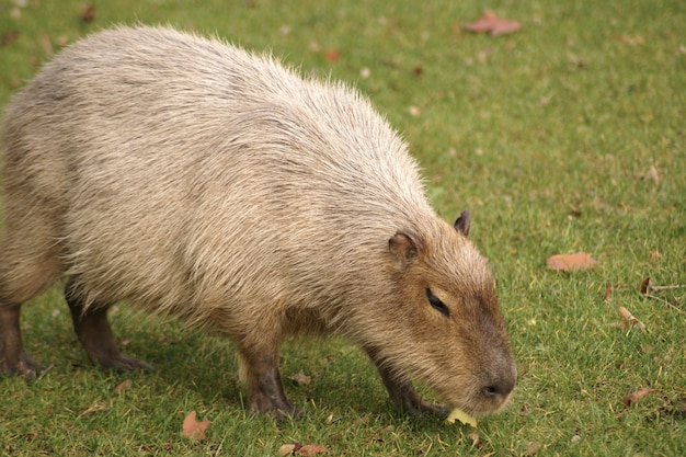 Gratis foto mooi schot van een capibara-zoogdier dat op het gras in het gebied loopt