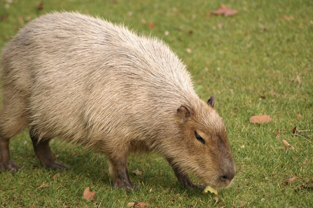 Mooi schot van een capibara-zoogdier dat op het gras in het gebied loopt
