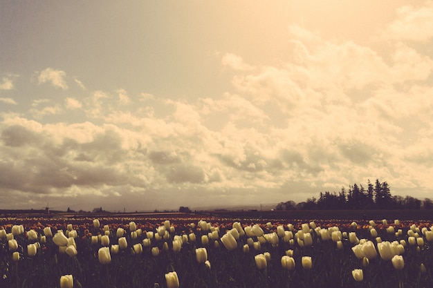 Gratis foto mooi schot van een donker gebied van tulpen onder mooie bewolkte hemel