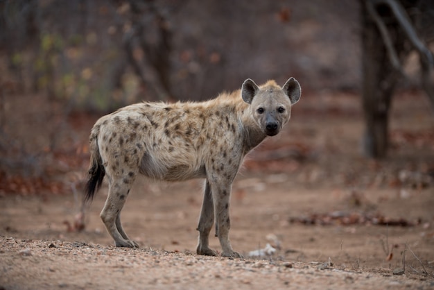 Mooi schot van een gevlekte hyena die op de grond staat