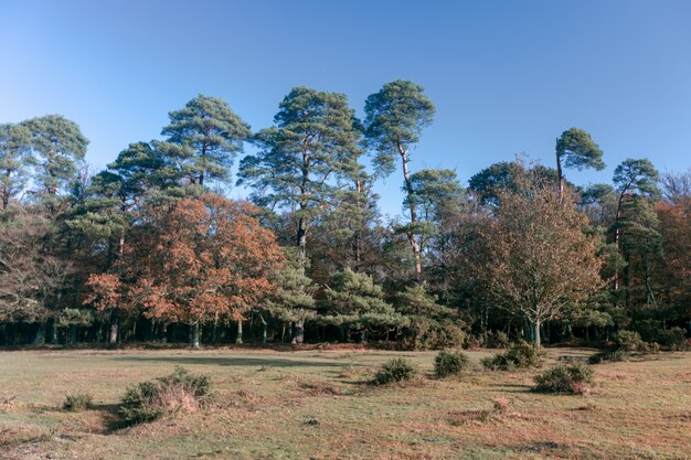 Mooi schot van een heleboel bomen in het New Forest, in de buurt van Brockenhurst, Verenigd Koninkrijk